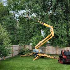 Tree and Shrub Care in Rolling Fork, MS