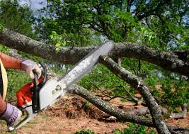 Best Fruit Tree Pruning  in Rolling Fork, MS