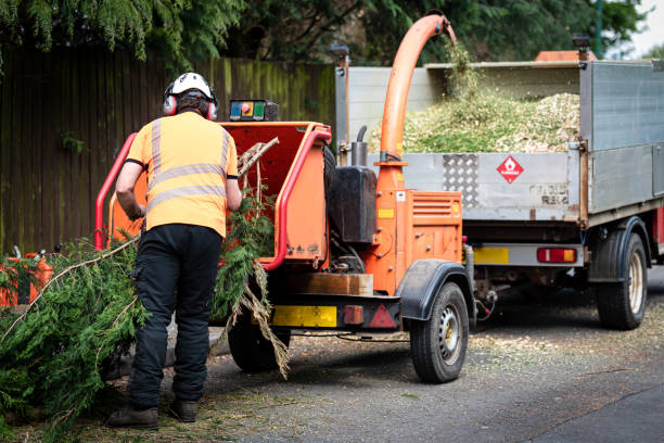 Best Tree Trimming and Pruning  in Rolling Fork, MS