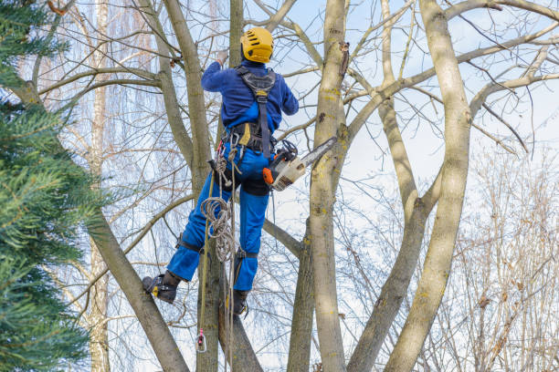 Best Emergency Tree Removal  in Rolling Fork, MS