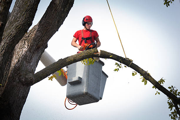 Best Tree Health Inspection  in Rolling Fork, MS