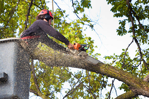 Rolling Fork, MS Tree Removal Company